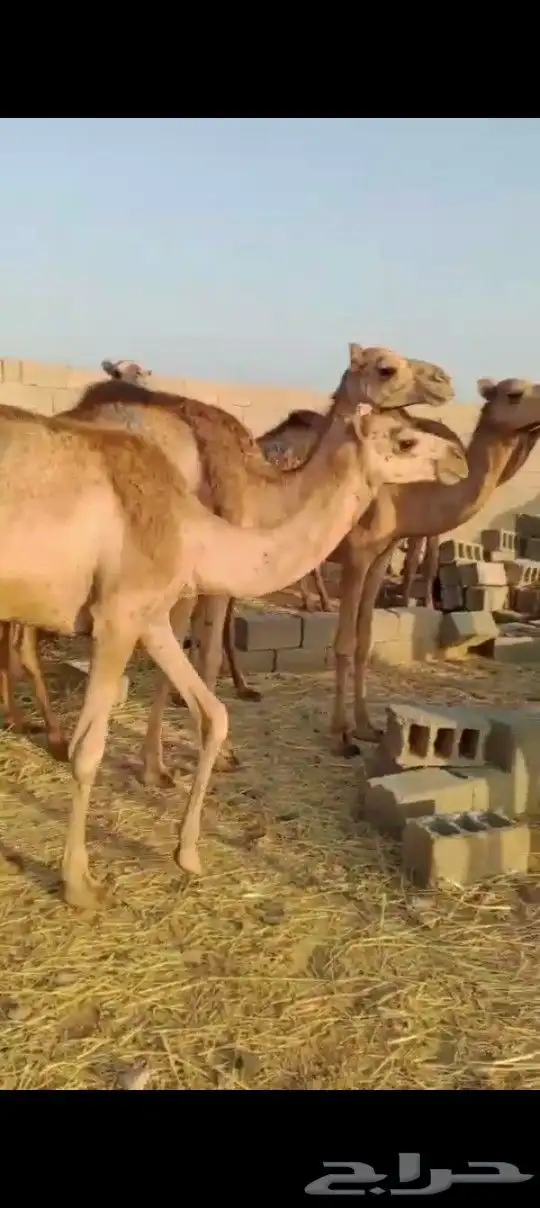 جمال صومالي 50 راس للتواصل 3