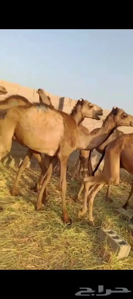 جمال صومالي 50 راس للتواصل 2