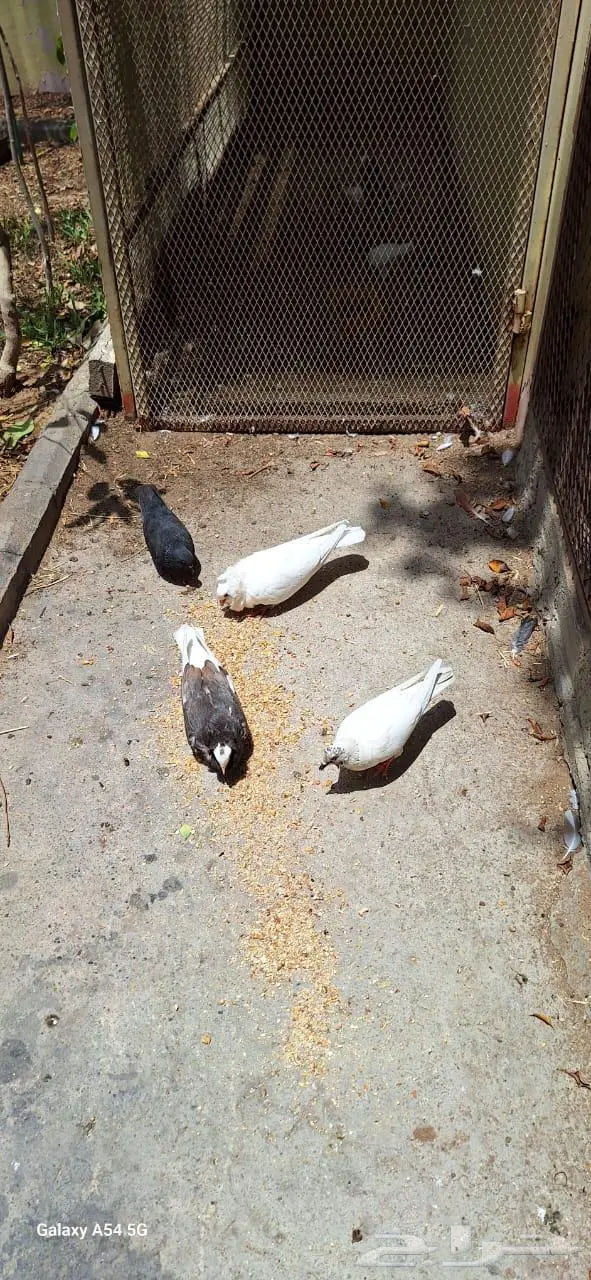 حمام زاجل و رقاص للبيع بالجمله 0