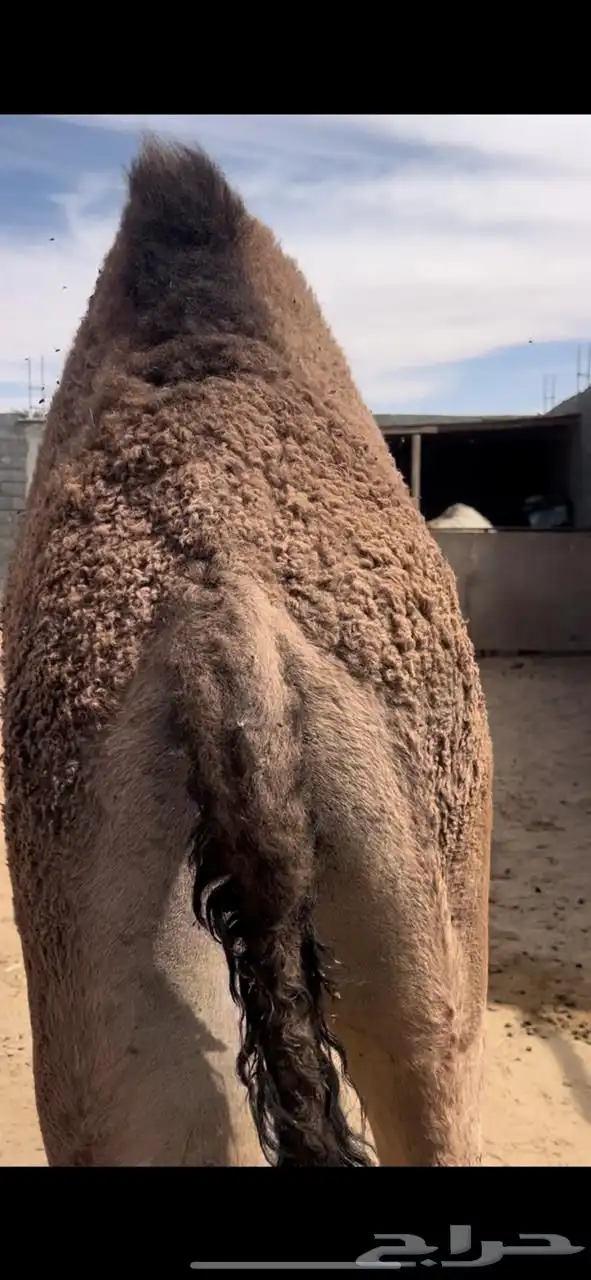 قعدان للبيع 1