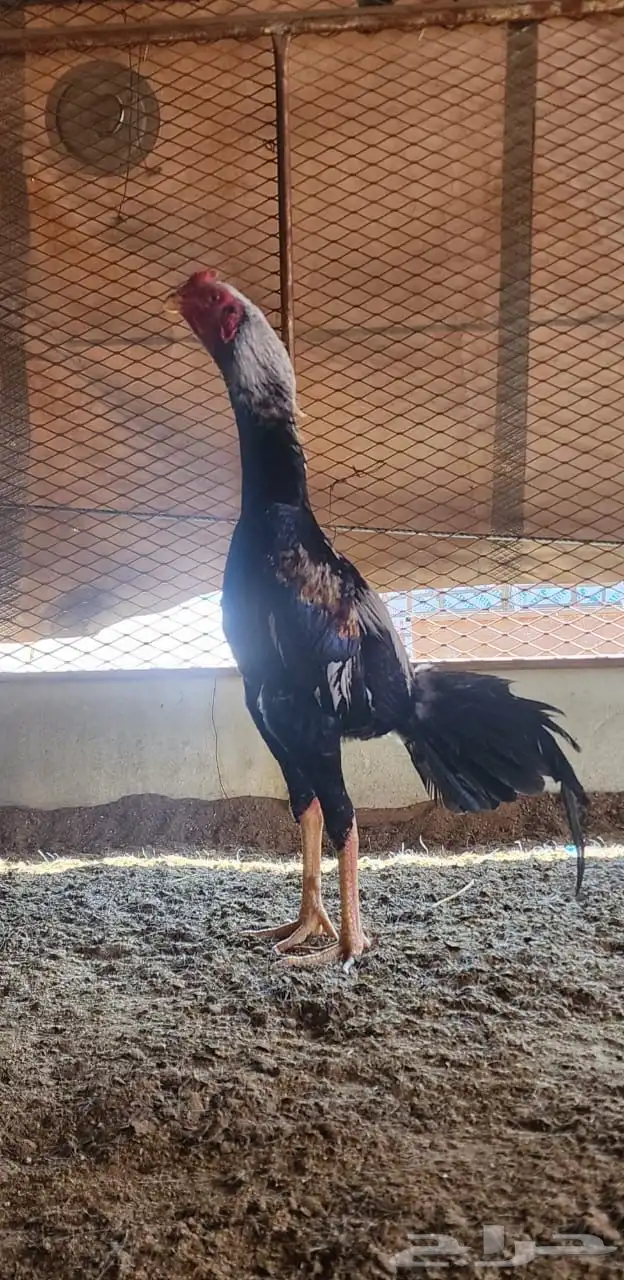 زوج شامو ياباني 4