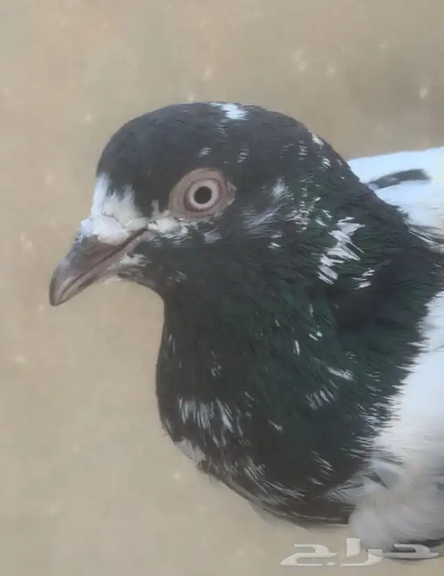 حمام باكستاني 0