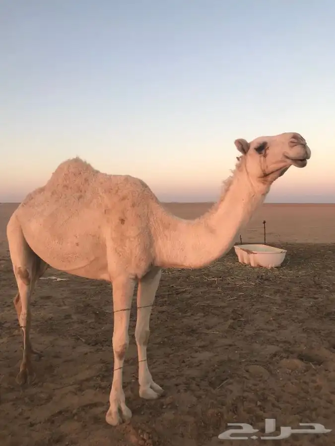 للبيع الخفوت الرمانيه الكفوعلى جميع الشروط 0