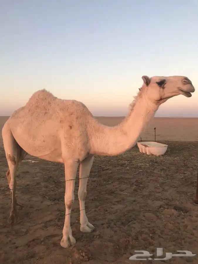 للبيع الخفوت الرمانيه الكفوعلى جميع الشروط 1