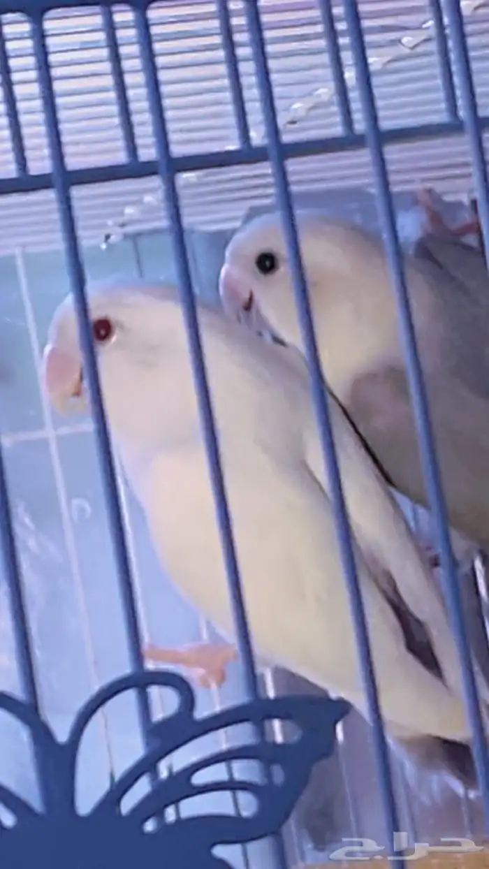 استمارة بيع ماشاء الله تبارك الله..  زوج روز فاخر من 0