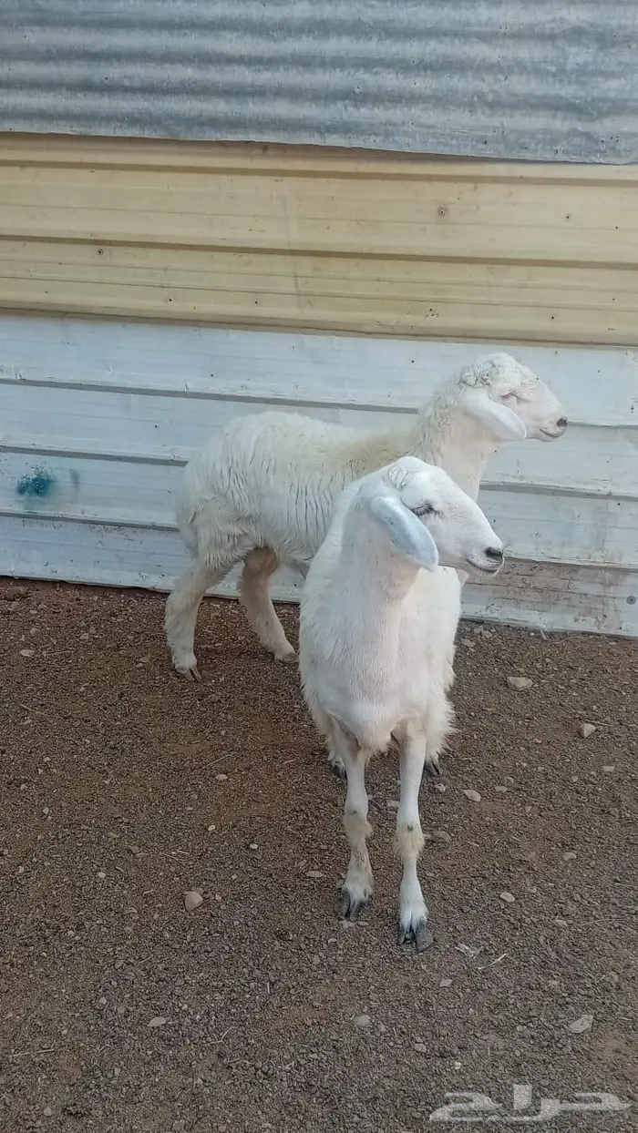 طليان حرية 1