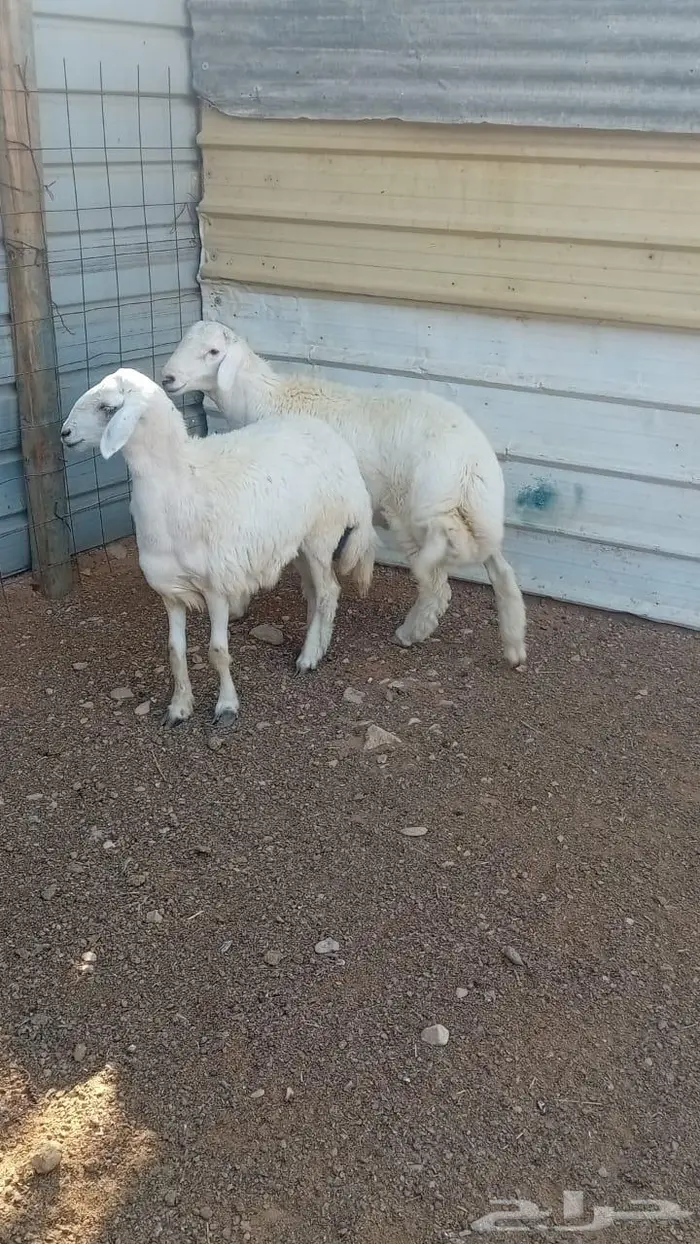 طليان حرية 0