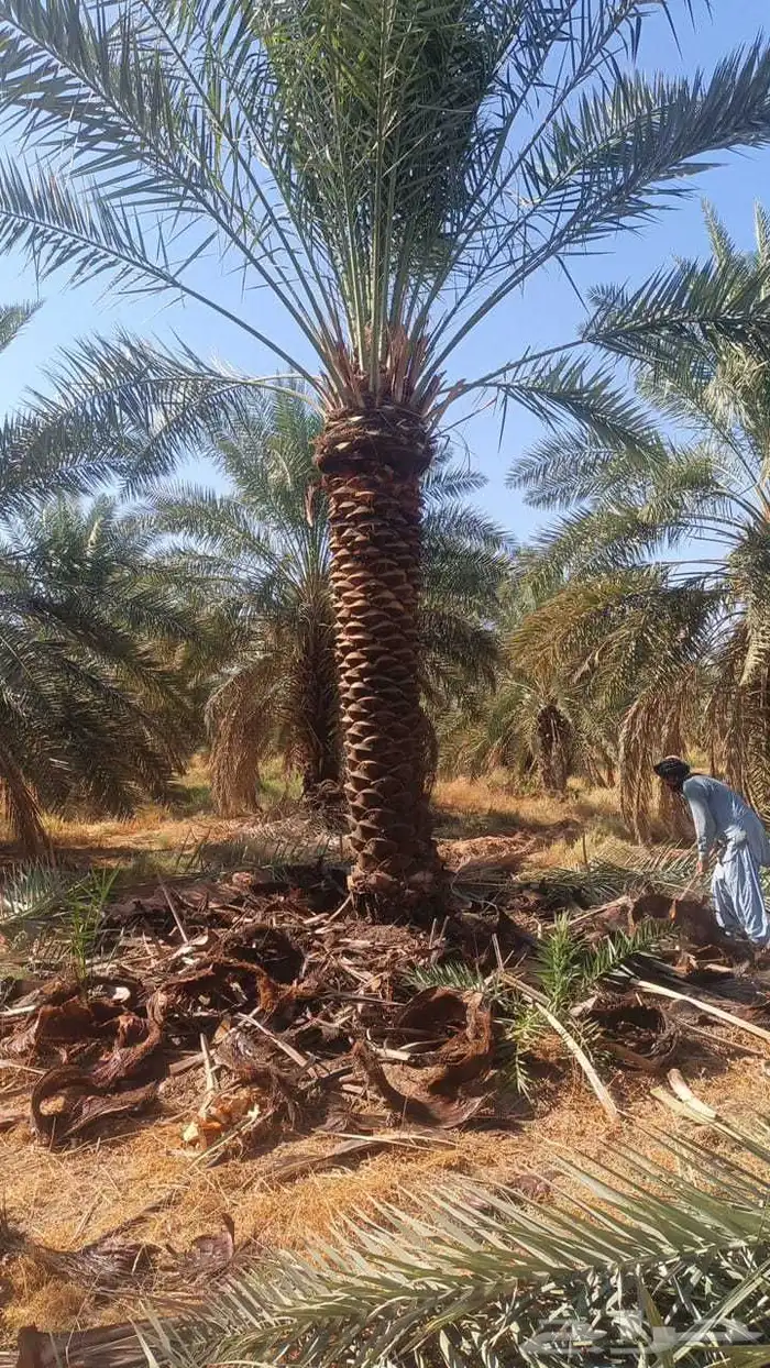 بيع نخل عربي 3 متر 1
