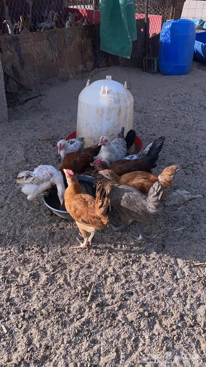 دجاج للبيع 0