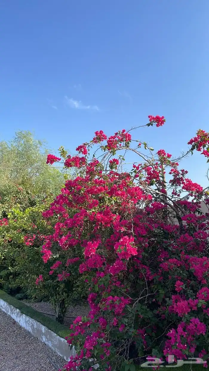 يجود لدينا انواع المخيمات المتميزة عروض خاصه ليوم الخميس 0