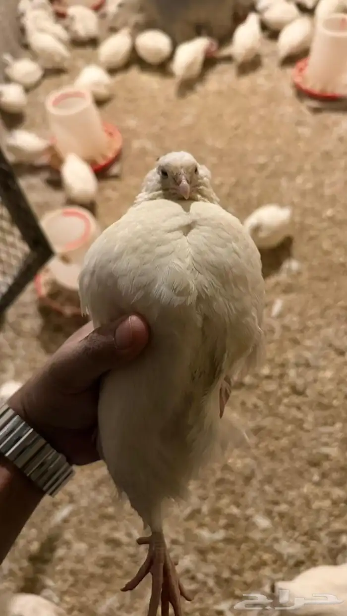 سمان تكساس العملاق 1