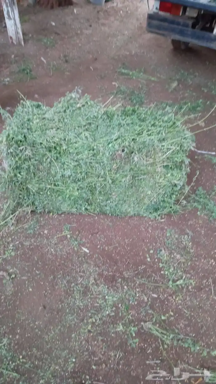 برسيم قت للهجن والغنم والخيول 5