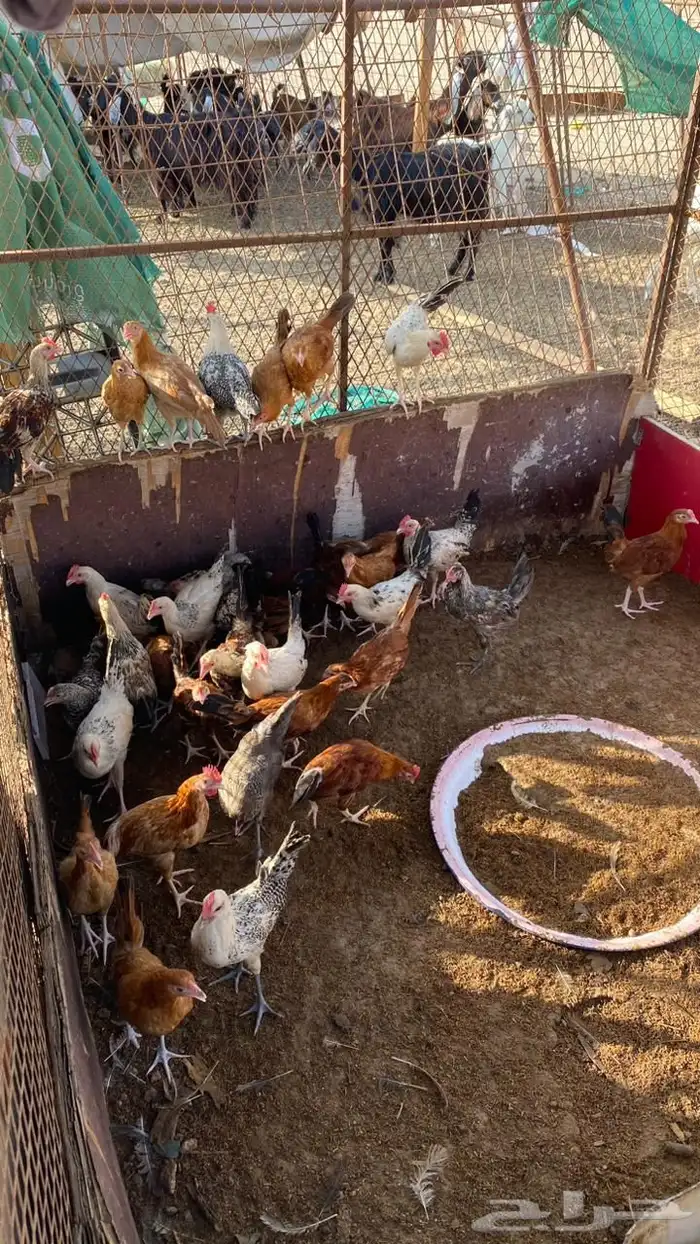 دجاج للبيع 1