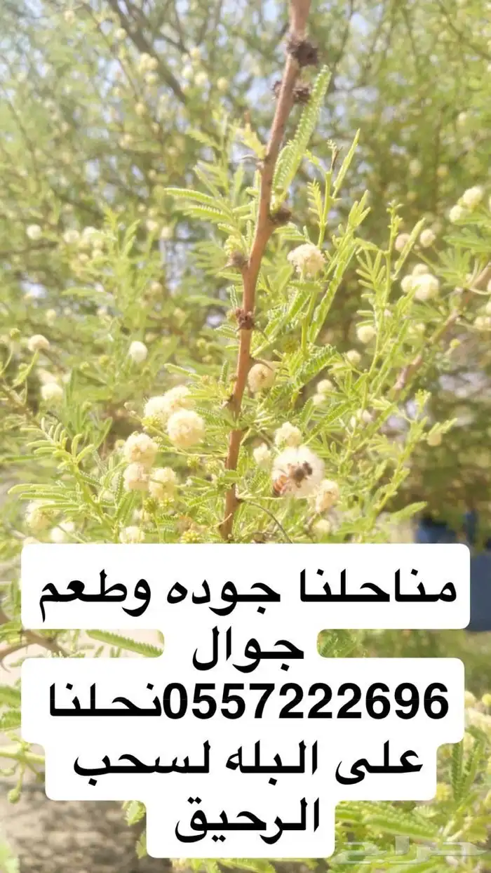 55 عود منحول بلدي العود 250 ريال من الاخر 7