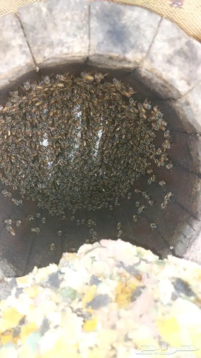 55 عود منحول بلدي العود 250 ريال من الاخر 3