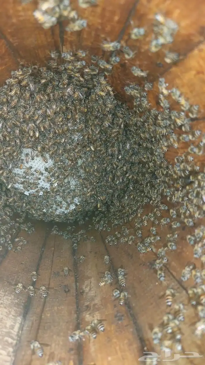 55 عود منحول بلدي العود 250 ريال من الاخر 2