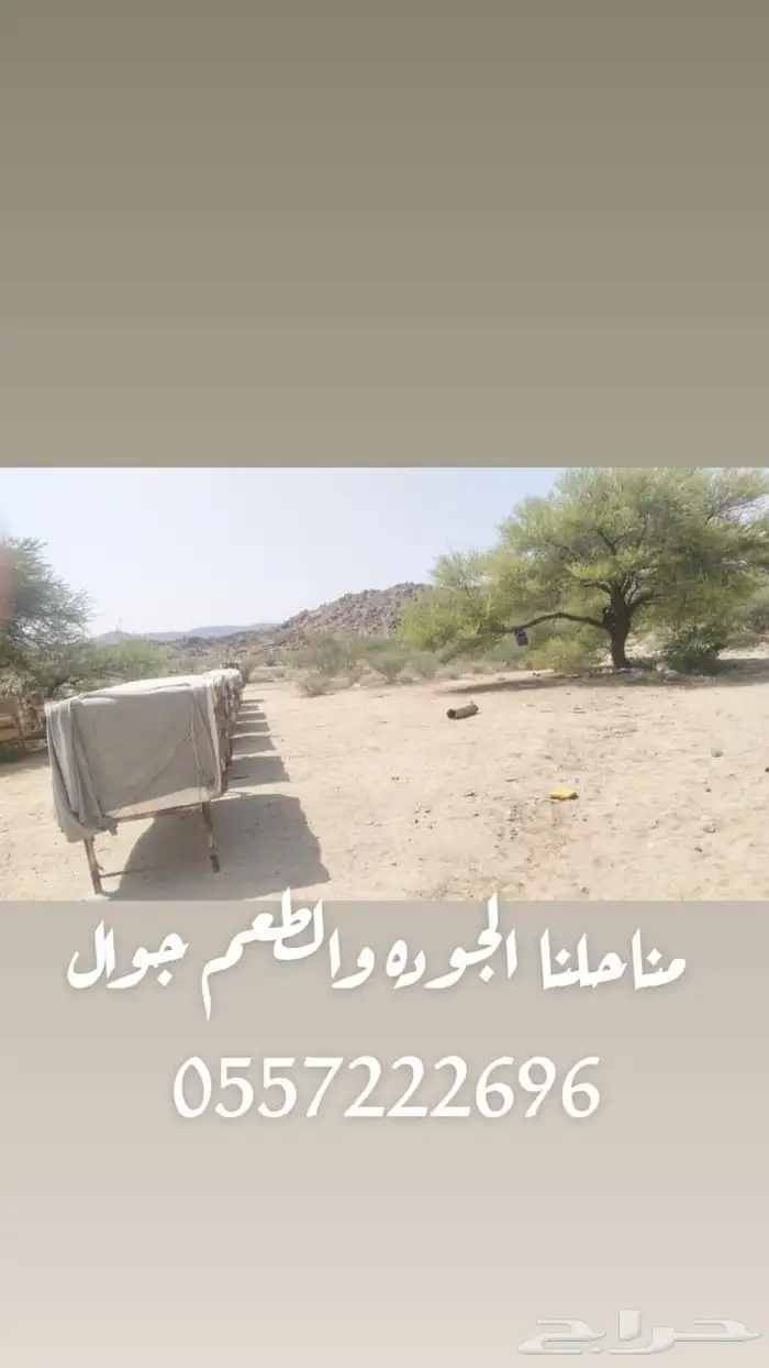 55 عود منحول بلدي العود 250 ريال من الاخر 8