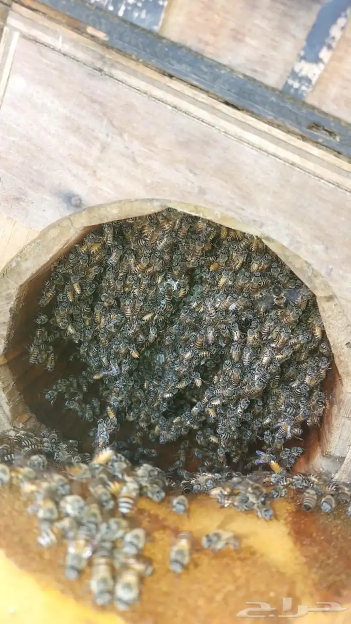 55 عود منحول بلدي العود 250 ريال من الاخر 1