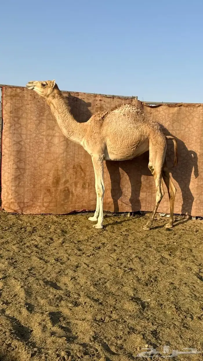 بكره بنت ولد جبار الاحيمر سبوق بروابطه واول انتاحه 3