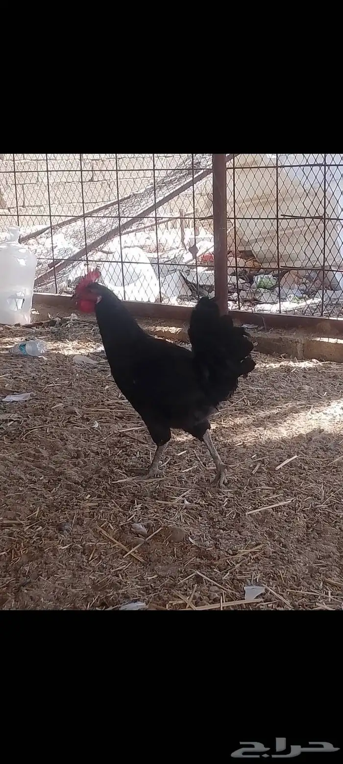 ديك ودجاجتين اسود صك لماع 4
