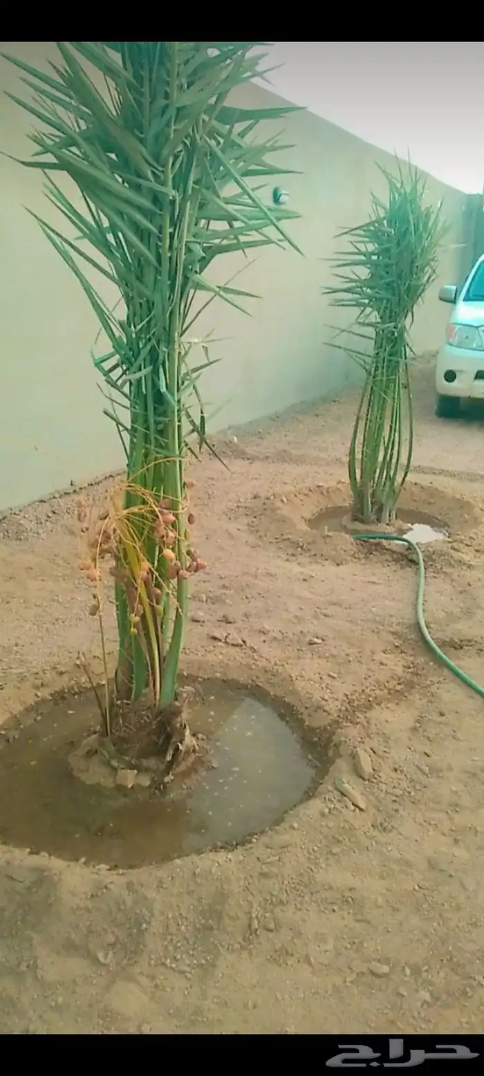 يتوفر لدينا فسايل نخيل طيب 3