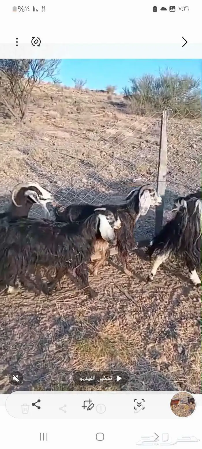 معزا للبيع من 360 0