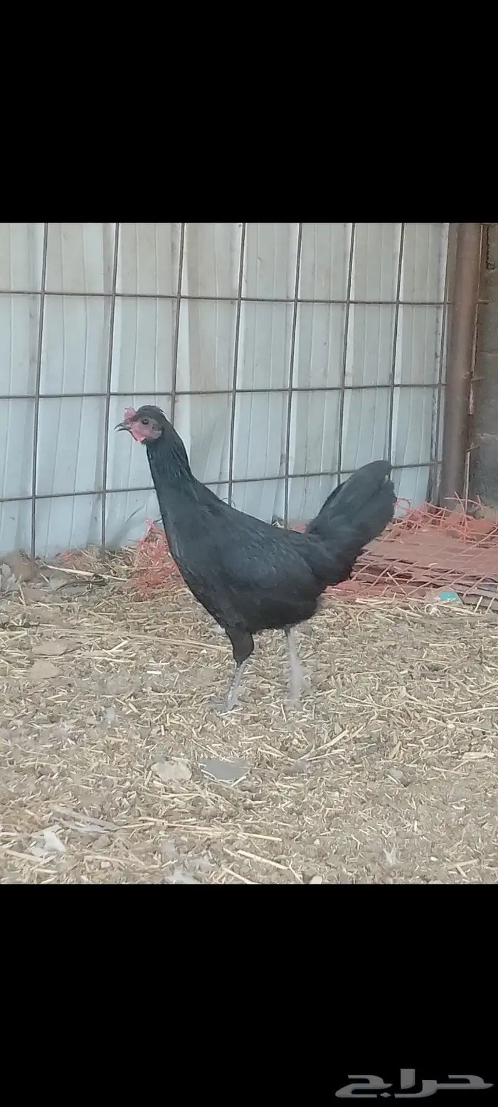 ديك ودجاجتين اسود صك لماع 2