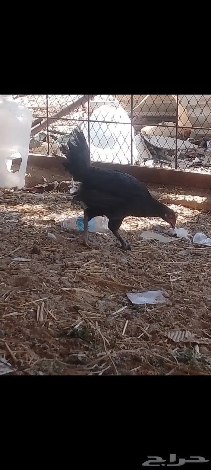 ديك ودجاجتين اسود صك لماع 1