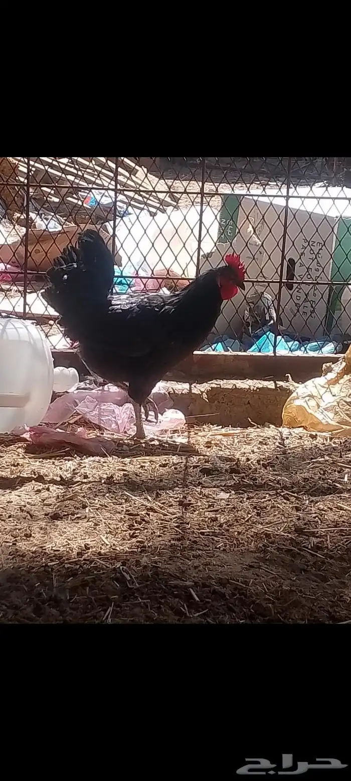 ديك ودجاجتين اسود صك لماع 3