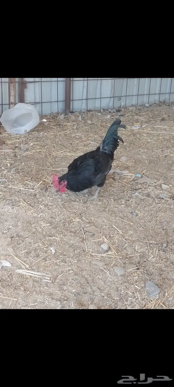 ديك ودجاجتين اسود صك لماع 0