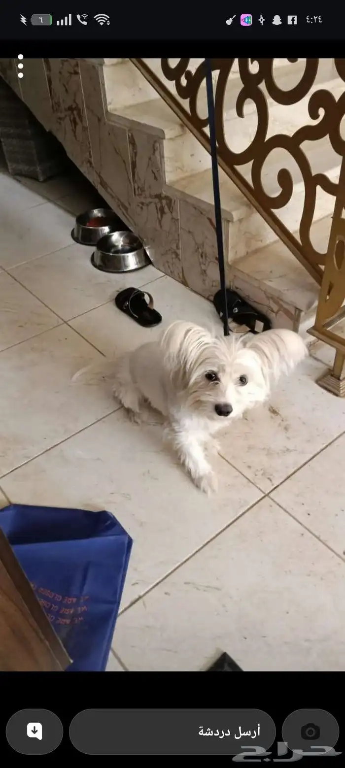 كلب اليف للبيع ماليزي مستعجل ب100 0