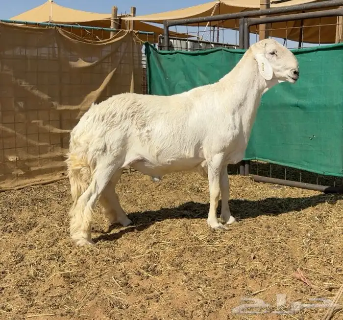 فحل حري مواصفات نادره 2