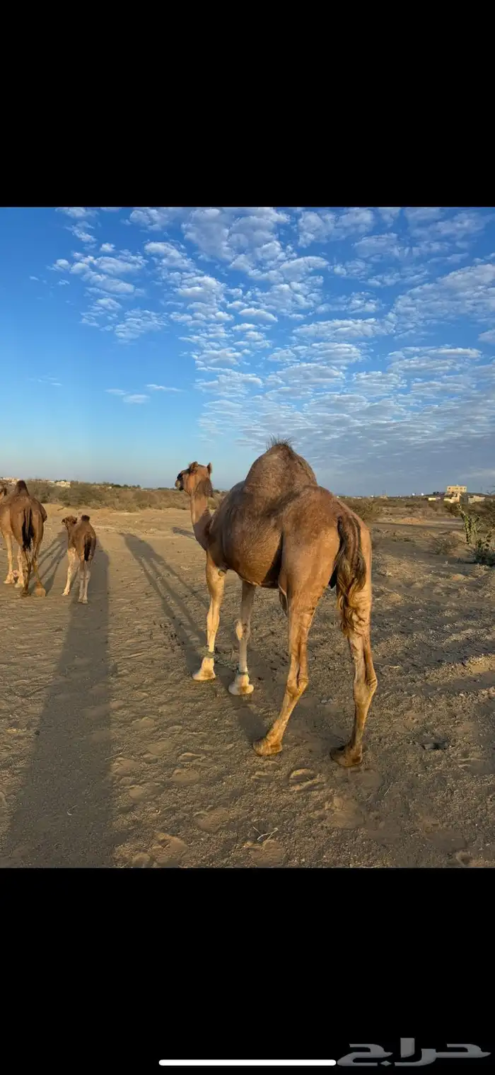 خلفه ساحليه كاسب معها قعود مشروع فحل 2