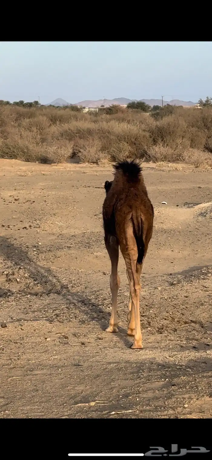 خلفه ساحليه كاسب معها قعود مشروع فحل 3