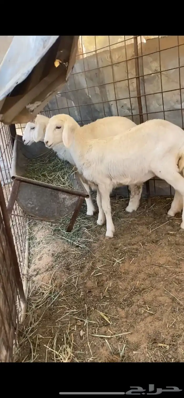 شياه حريات 1