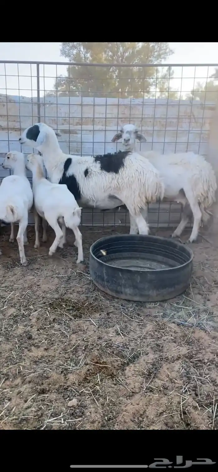 شياه حريات 2