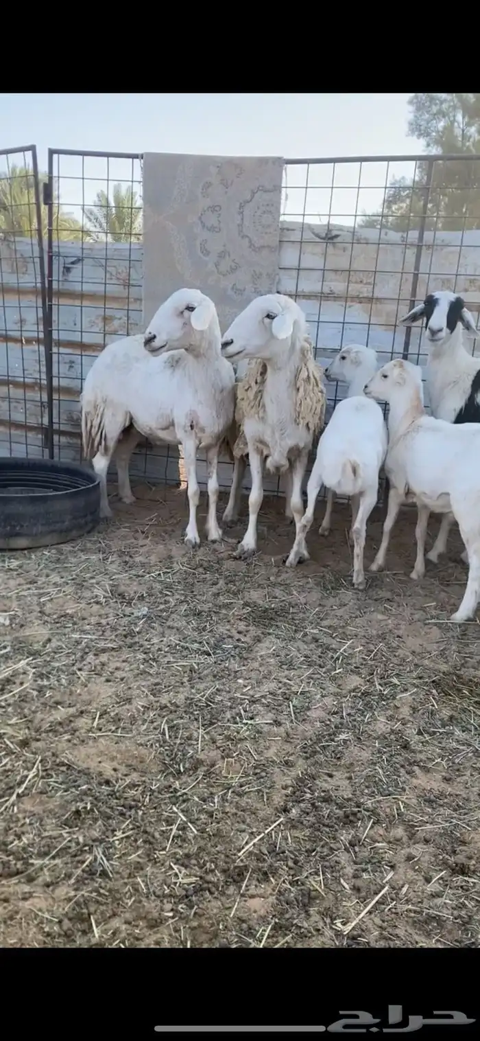 شياه حريات 0