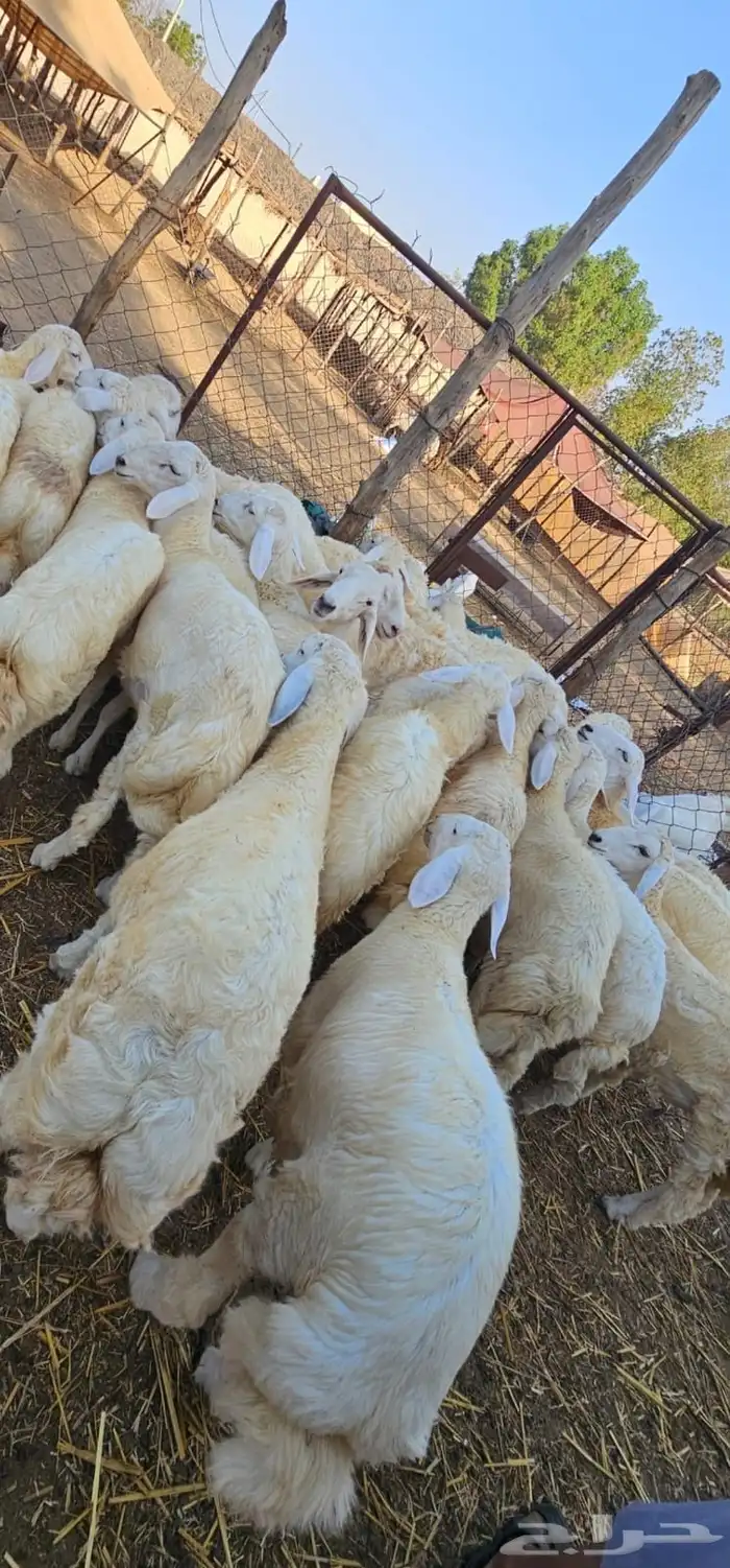 خرفان ورخال حريات 0