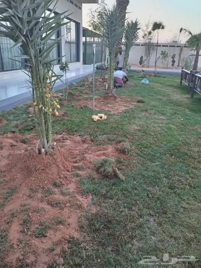 يتوفر لدينا فسايل نخيل طيب 2