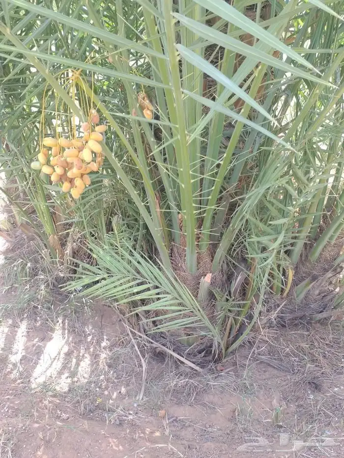 يتوفر لدينا فسايل نخيل طيب 1