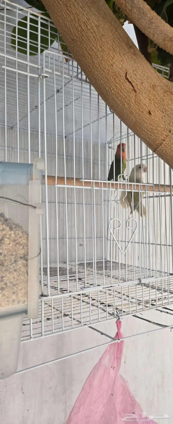 جوز روز للبيع 0