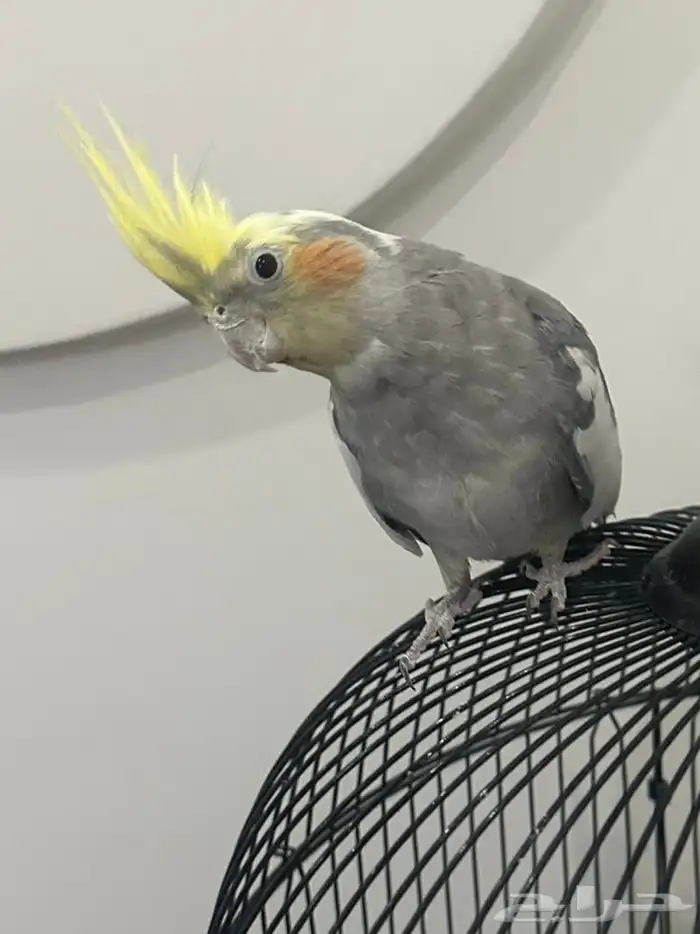 ببغاء كروان 0