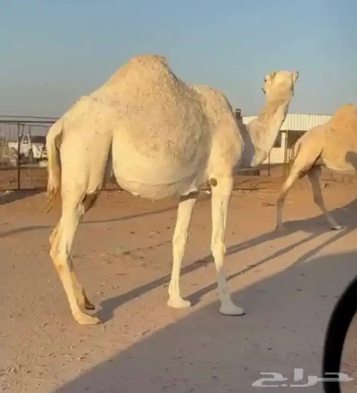 القحات موطي وختها 10 شهور 4