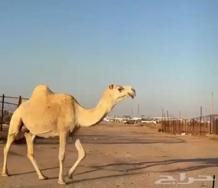 القحات موطي وختها 10 شهور 6