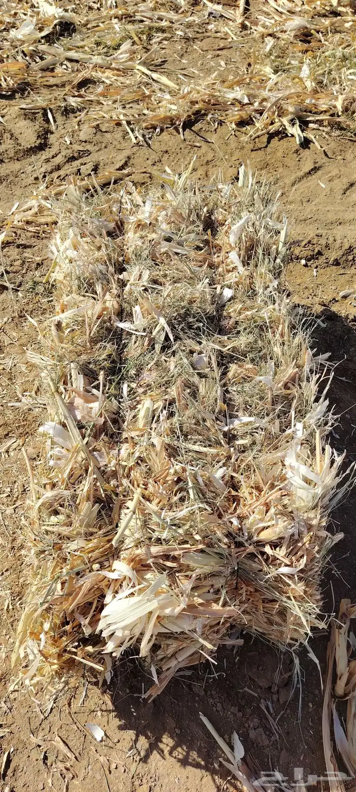 قصب ذره شاميه مخلوطه بحشايش شد جندير 0