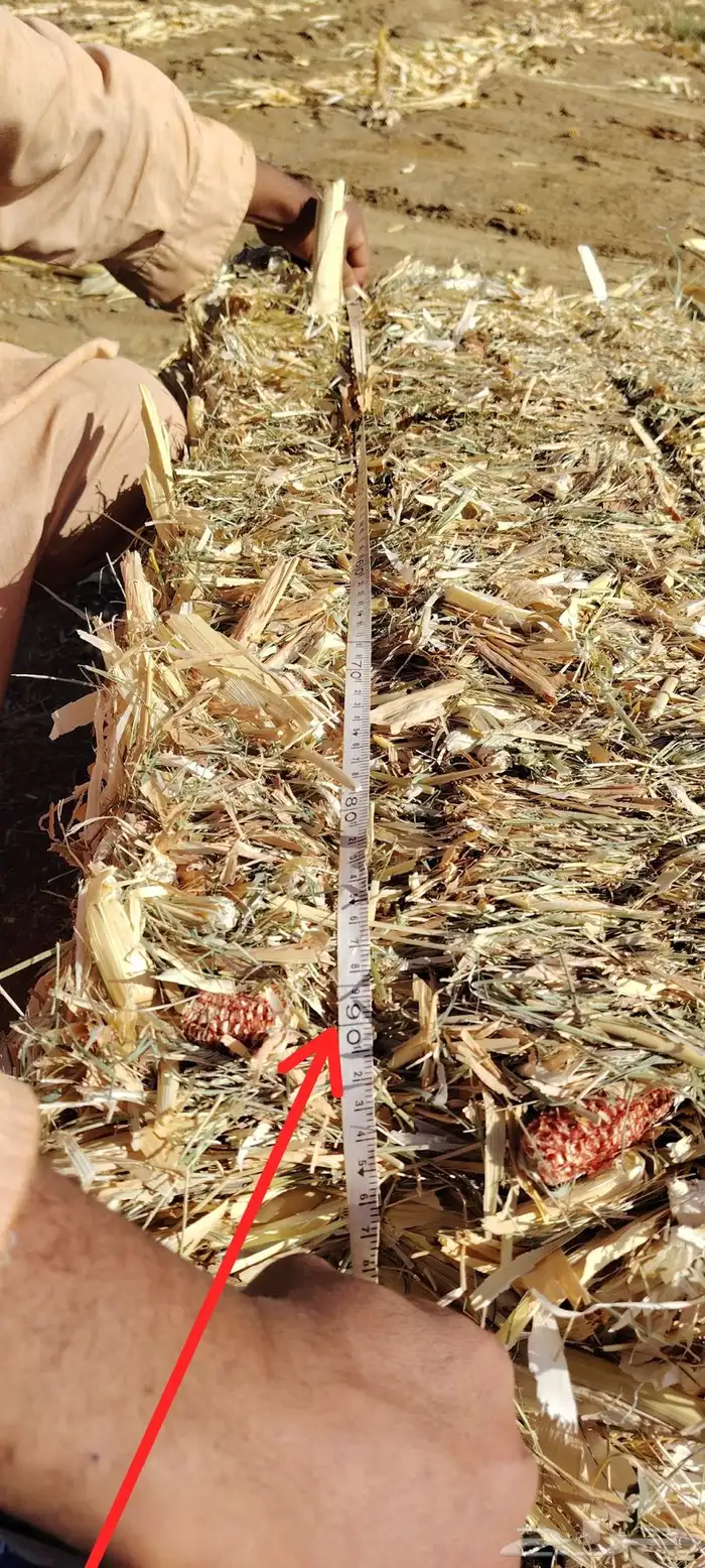 قصب ذره شاميه مخلوطه بحشايش شد جندير 1