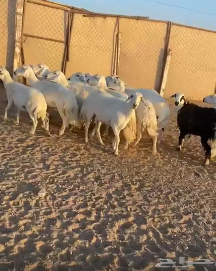 للبيع ضان العدد 13 4