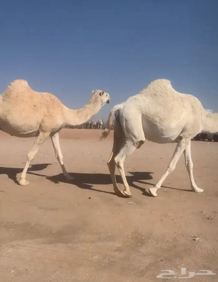 القحات موطي وختها 10 شهور 9