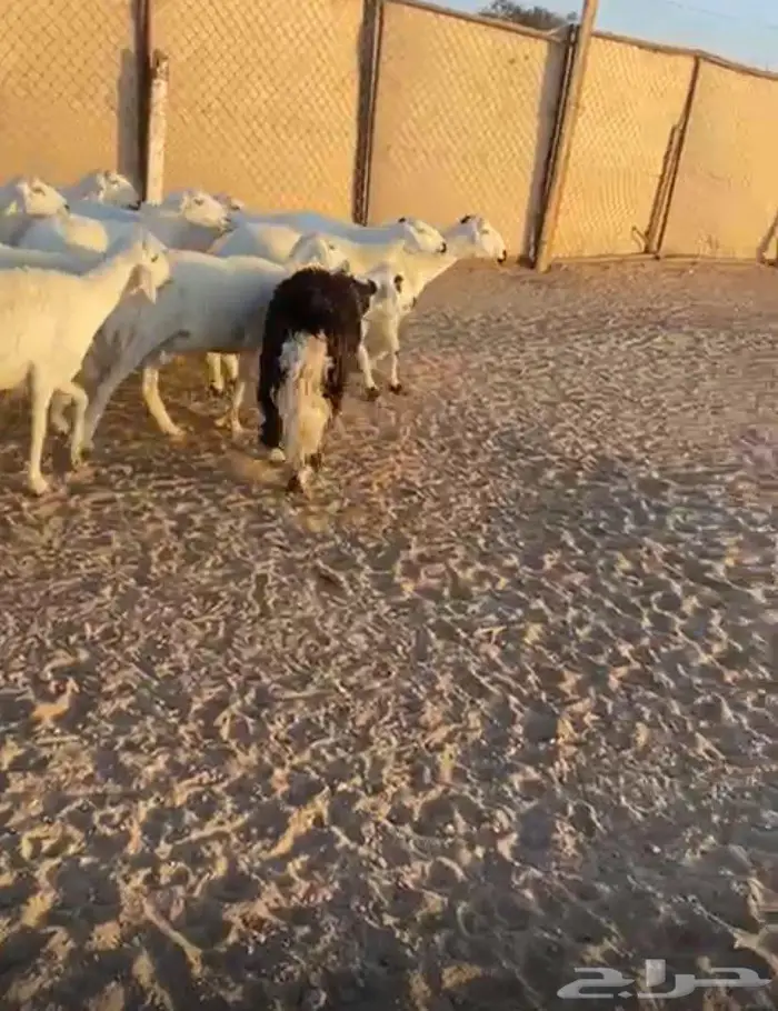 للبيع ضان العدد 13 3