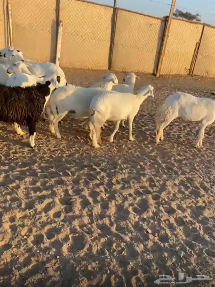 للبيع ضان العدد 13 1